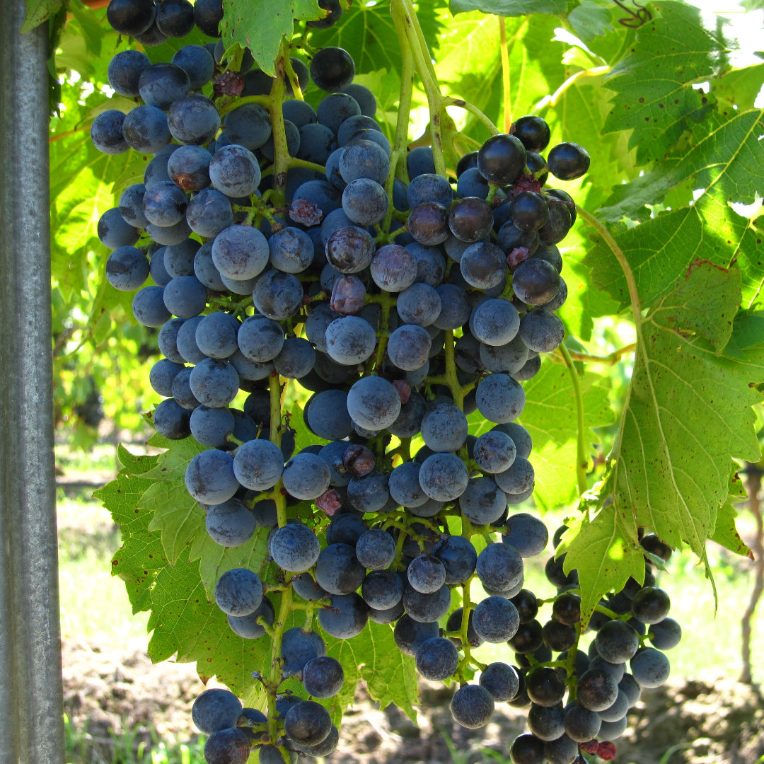 Chambourcin Blue/Black Grape