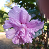 Close-up of Double Purple Althea Hibiscus Blossom in Garden
