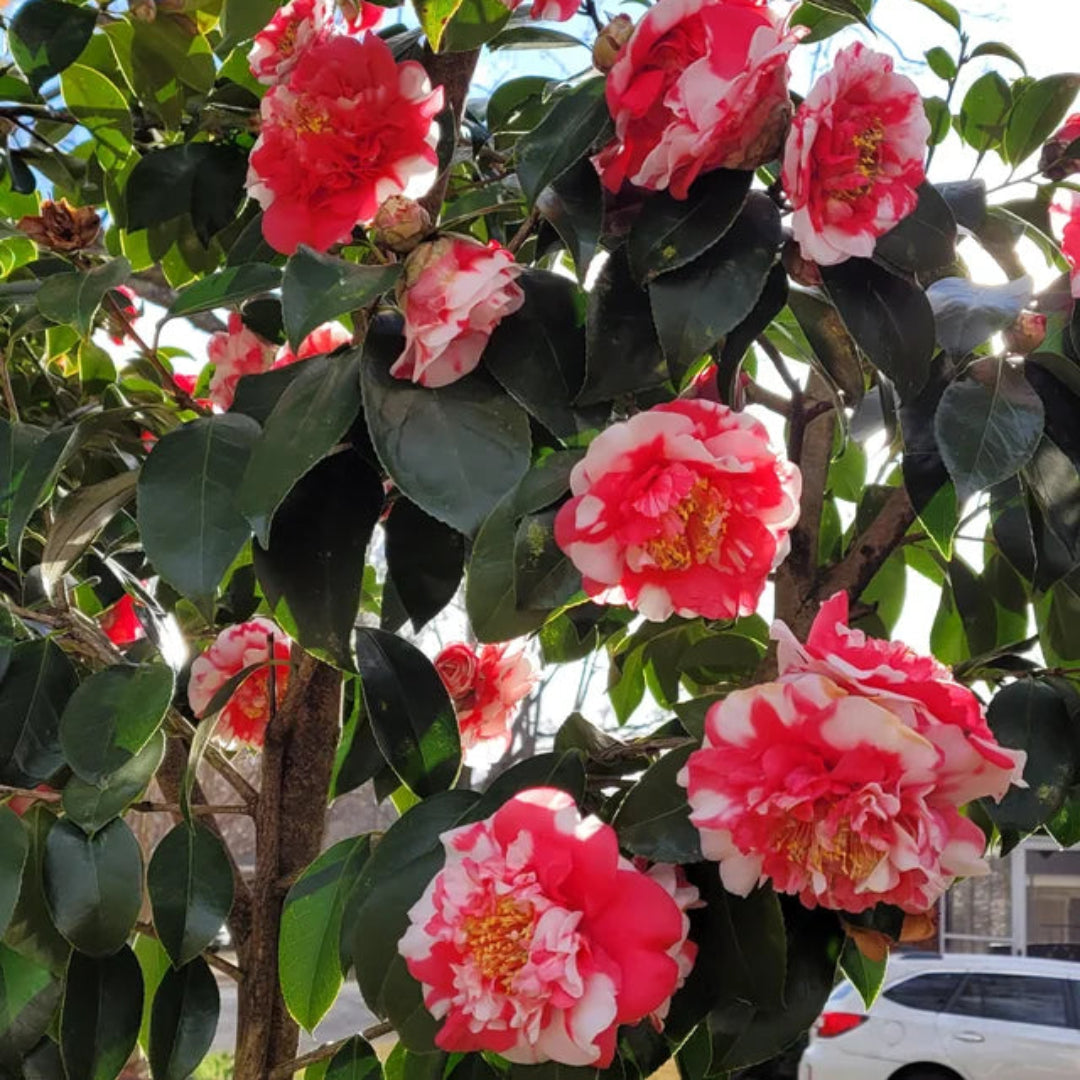 Camellia Governor Mouton