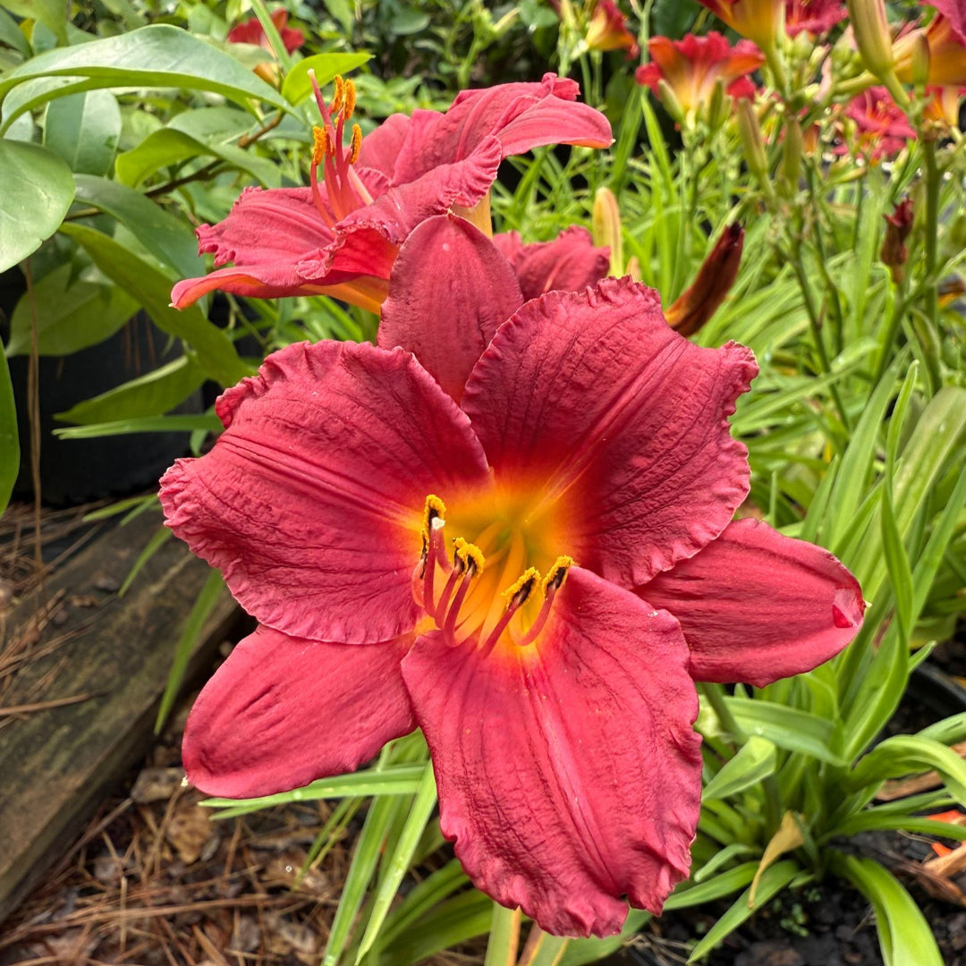 Hemerocallis Little Business Daylily