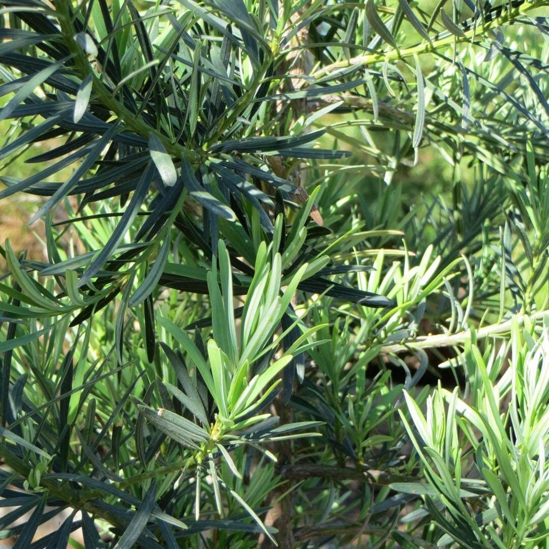 Podocarpus ‘Maki’ Macrophyllus