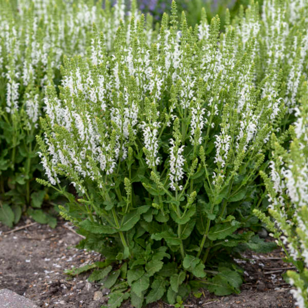 Salvia nemorosa &