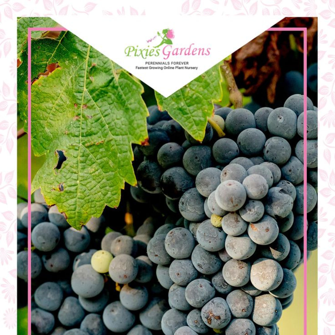 Mars Black Seedless Grape Vine