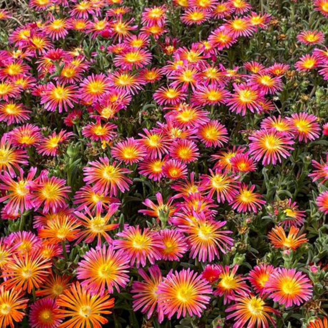 Delosperma Flashmob® &