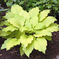 Hosta 'Dancing Queen'