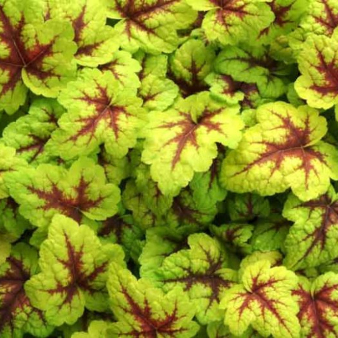 Heucherella Stoplight