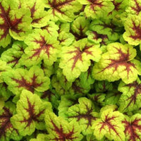 Heucherella Stoplight