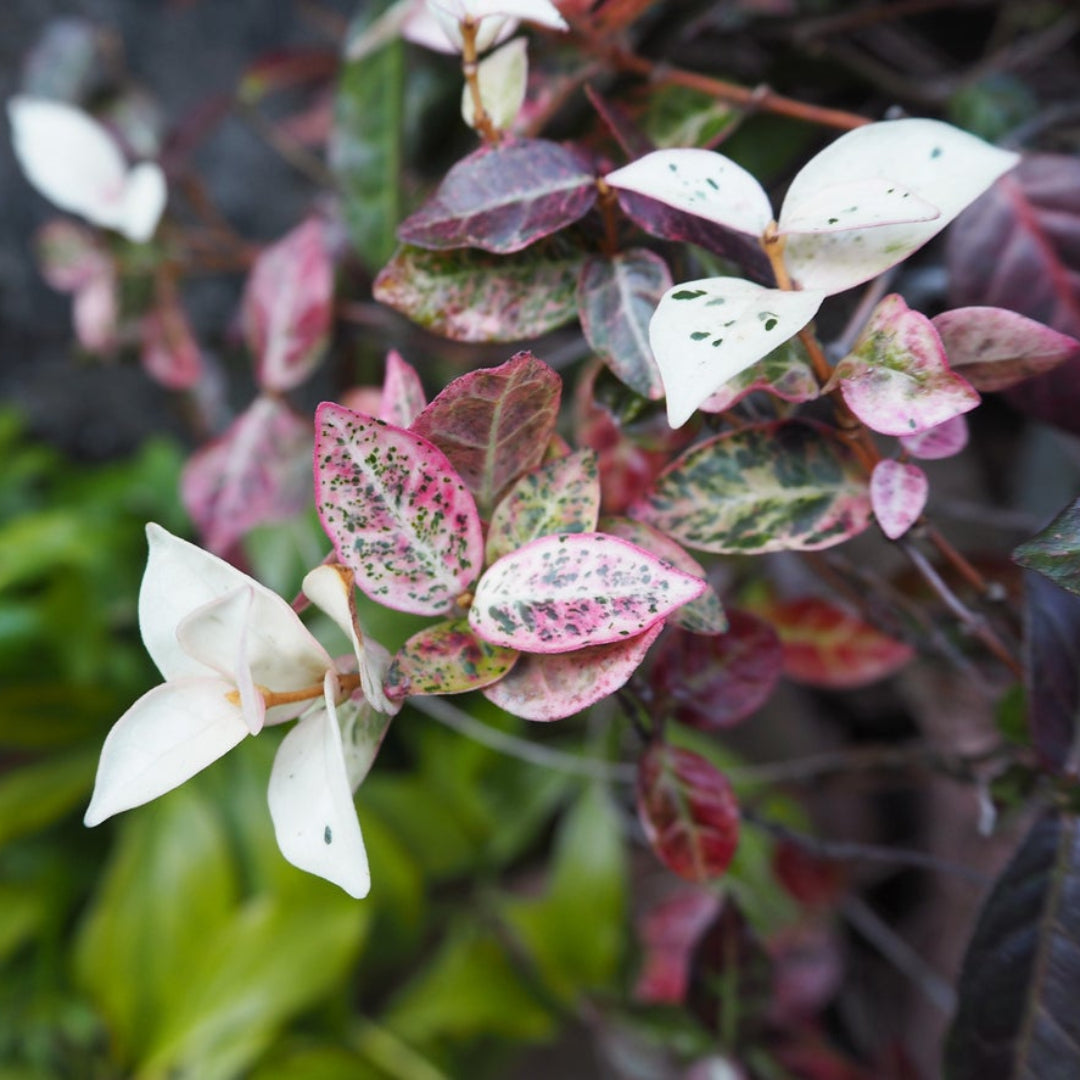 Asiatic Jasmine covering garden floor space