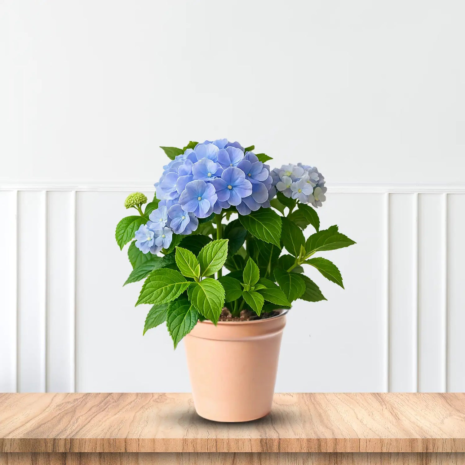 Mini Penny Hydrangea with beautiful pot