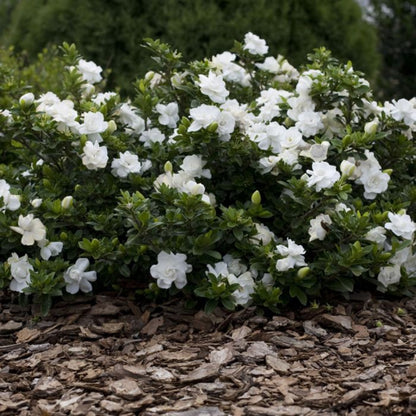 Crown Jewel Gardenia