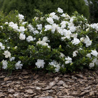 Crown Jewel Gardenia