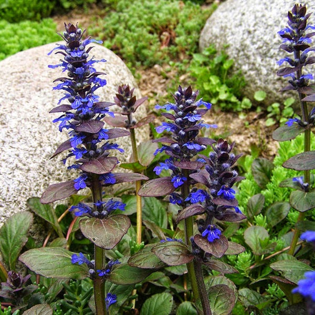 Ajuga reptans &