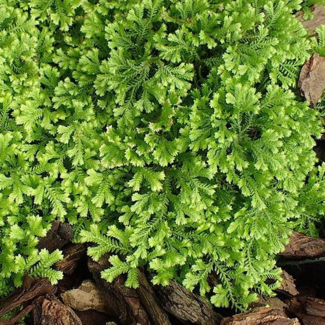 Selaginella kraussiana &