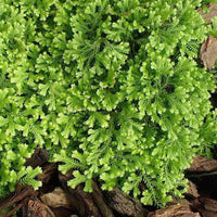 Selaginella kraussiana 'Aurea'