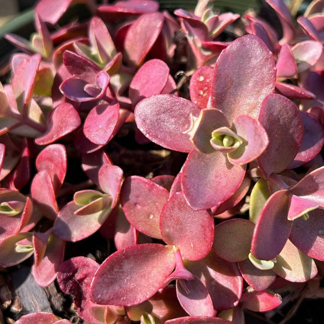 Sedum SunSparkler ® &