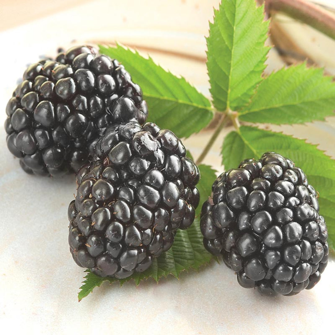 Triple Crown Blackberry