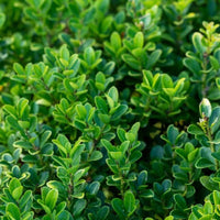 Ilex Crenata 'Beehive' (Coned)