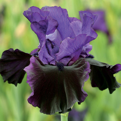 Iris germanica &