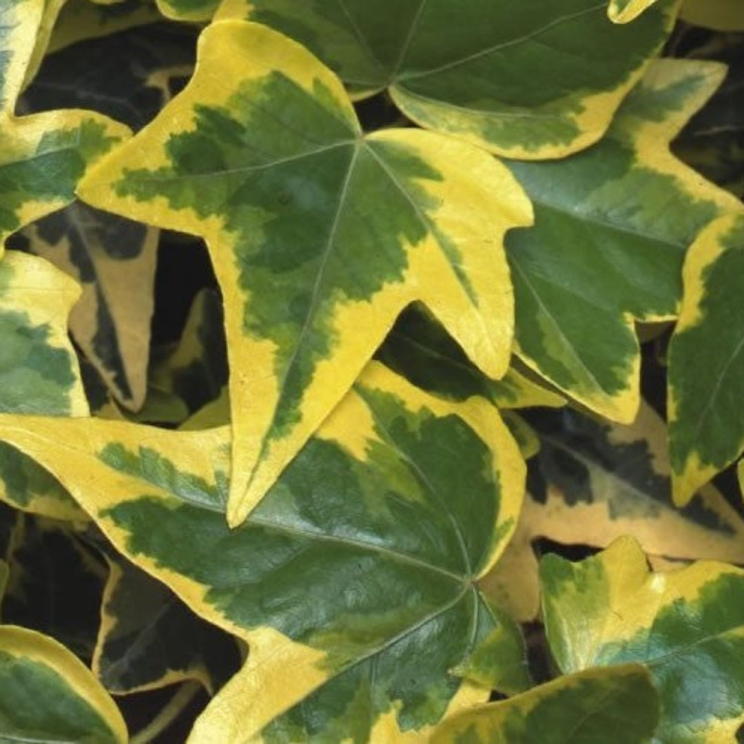 Hedera Helix Gold Child 10 count flat of 4" pots
