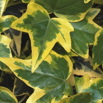 Hedera Helix Gold Child 10 count flat of 4" pots