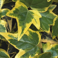 Hedera Helix Gold Child 10 count flat of 4" pots