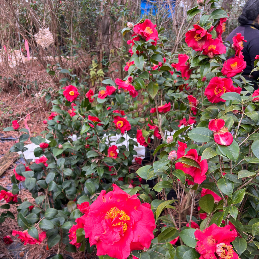 Camellia Dr J.C. Raulston