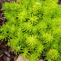 Sedum Rupestre 'Lemon Ball' Stonecrop