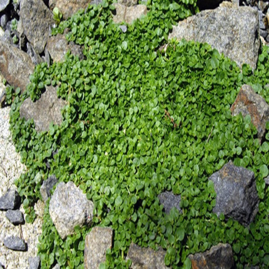 Mentha Requienii Corsican Mint Round 10 count flat of 4.5" pots - [EG]