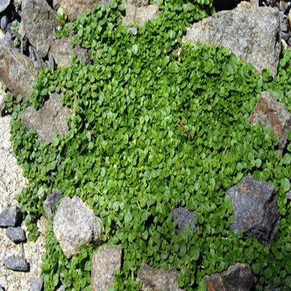 Mentha Requienii Corsican Mint Round 10 count flat of 4.5" pots - [EG]