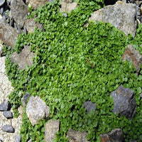 Mentha Requienii Corsican Mint Round 10 count flat of 4.5" pots - [EG]