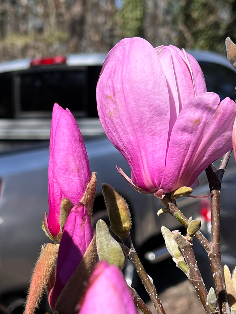 Jane Magnolia Tree