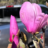 Jane Magnolia Shrub with Upright Growth Form