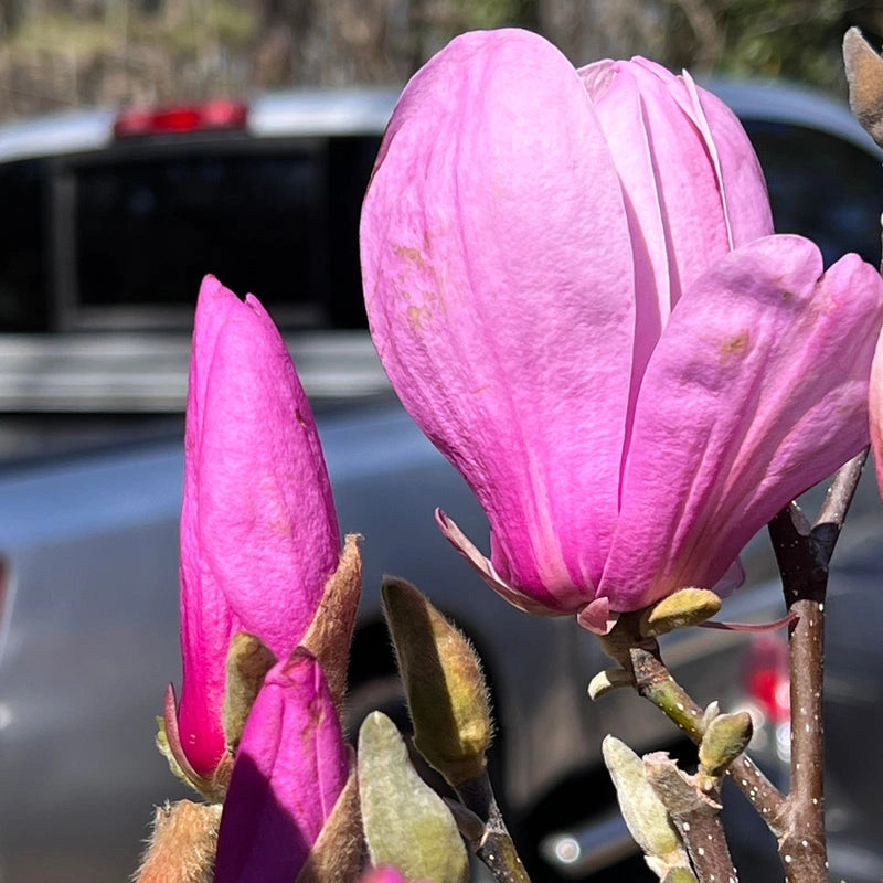 Purple Flowering Jane Magnolia in Backyard Setting