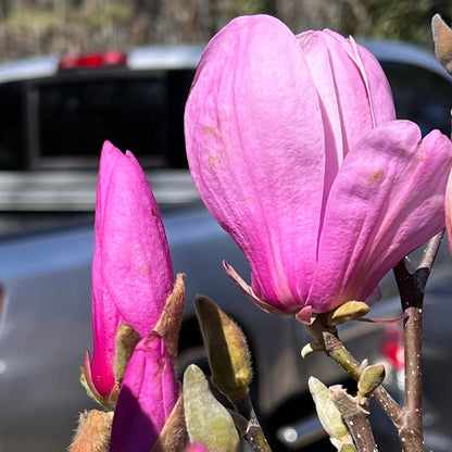 Purple Flowering Jane Magnolia in Backyard Setting