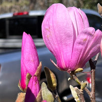 Purple Flowering Jane Magnolia in Backyard Setting