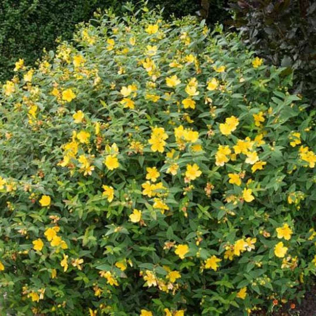 Hypericum Hidcote