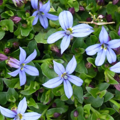 Pratia pedunculata &