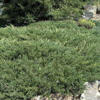 Nick's Compact Juniper