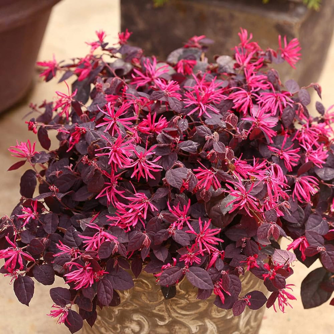 Ever Red Mini Loropetalum