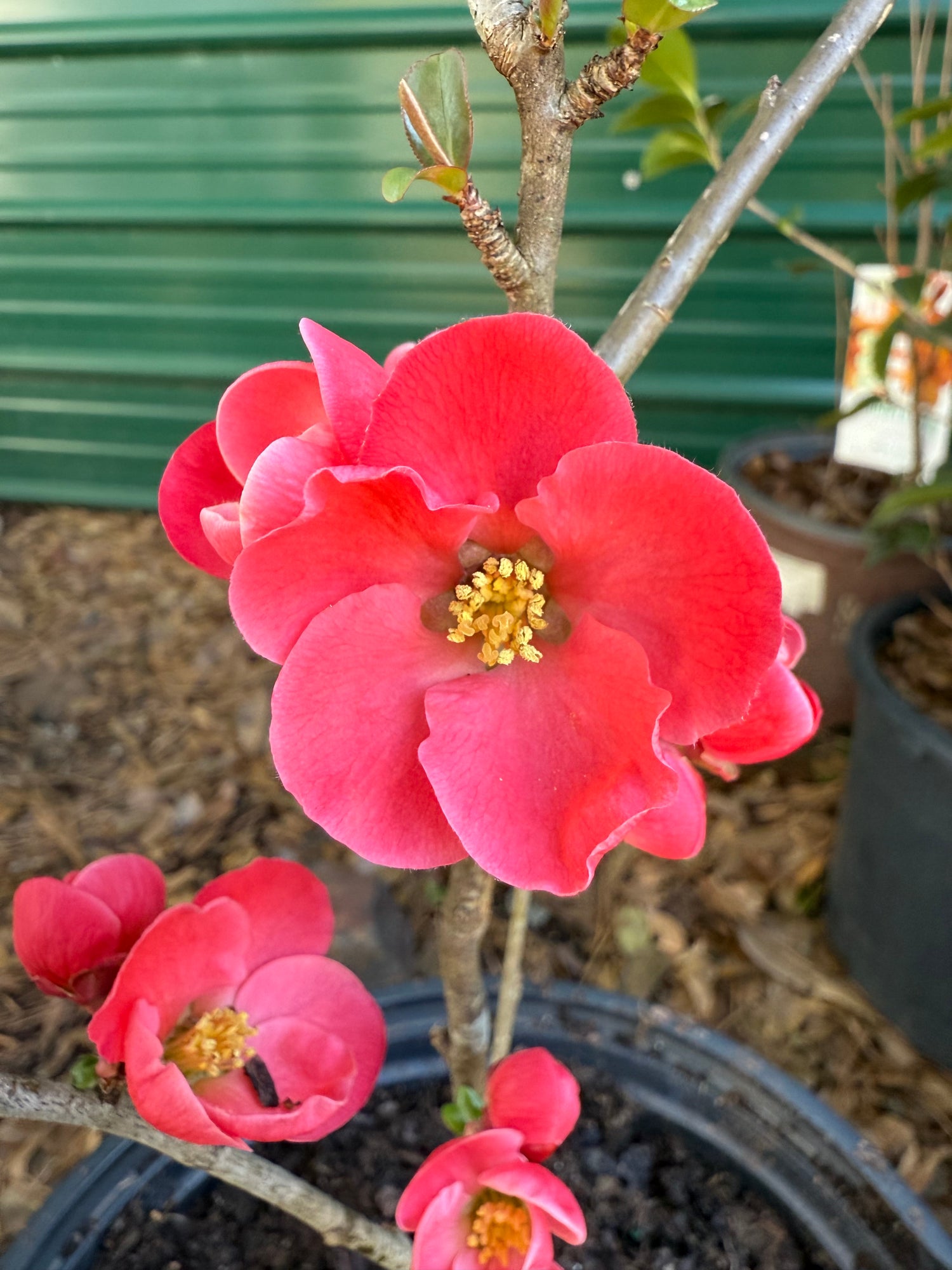 Spitfire Flowering Quince