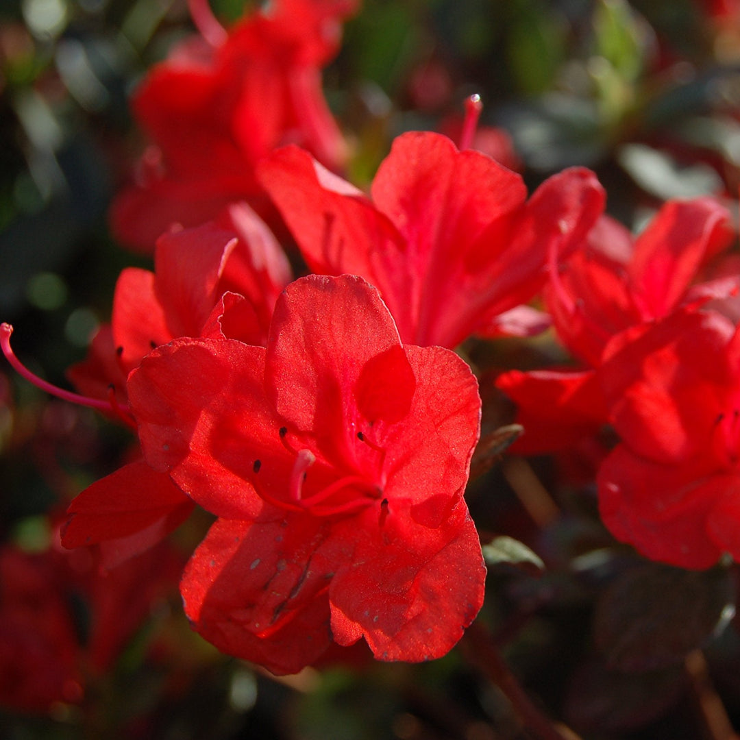Bloom N Again Fireside Red Azalea