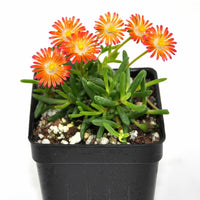 Delosperma Hot Cakes 'Pumpkin Perfection' Ppaf Iceplant 10 count flat of 4" pots