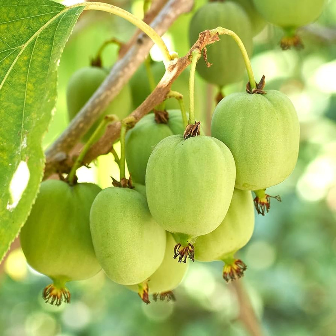 Issai Hardy Kiwi Vine