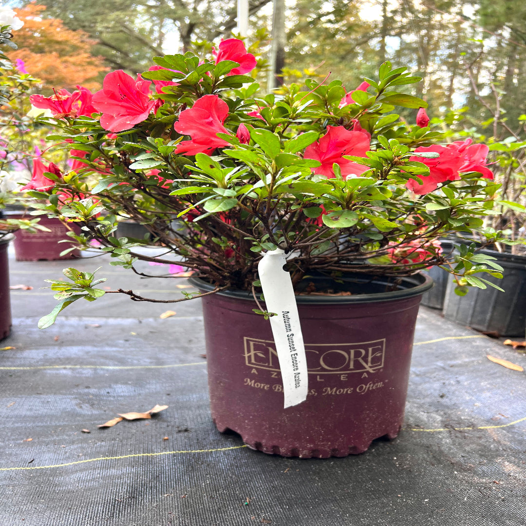 Autumn Sunset Encore Azalea