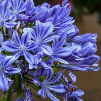 Close-up of Agapanthus Blue flowers featuring delicate blue petals and rounded blooms