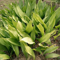 Aspidistra elatior Cast Iron Plant – Low Light Indoor Evergreen Plant