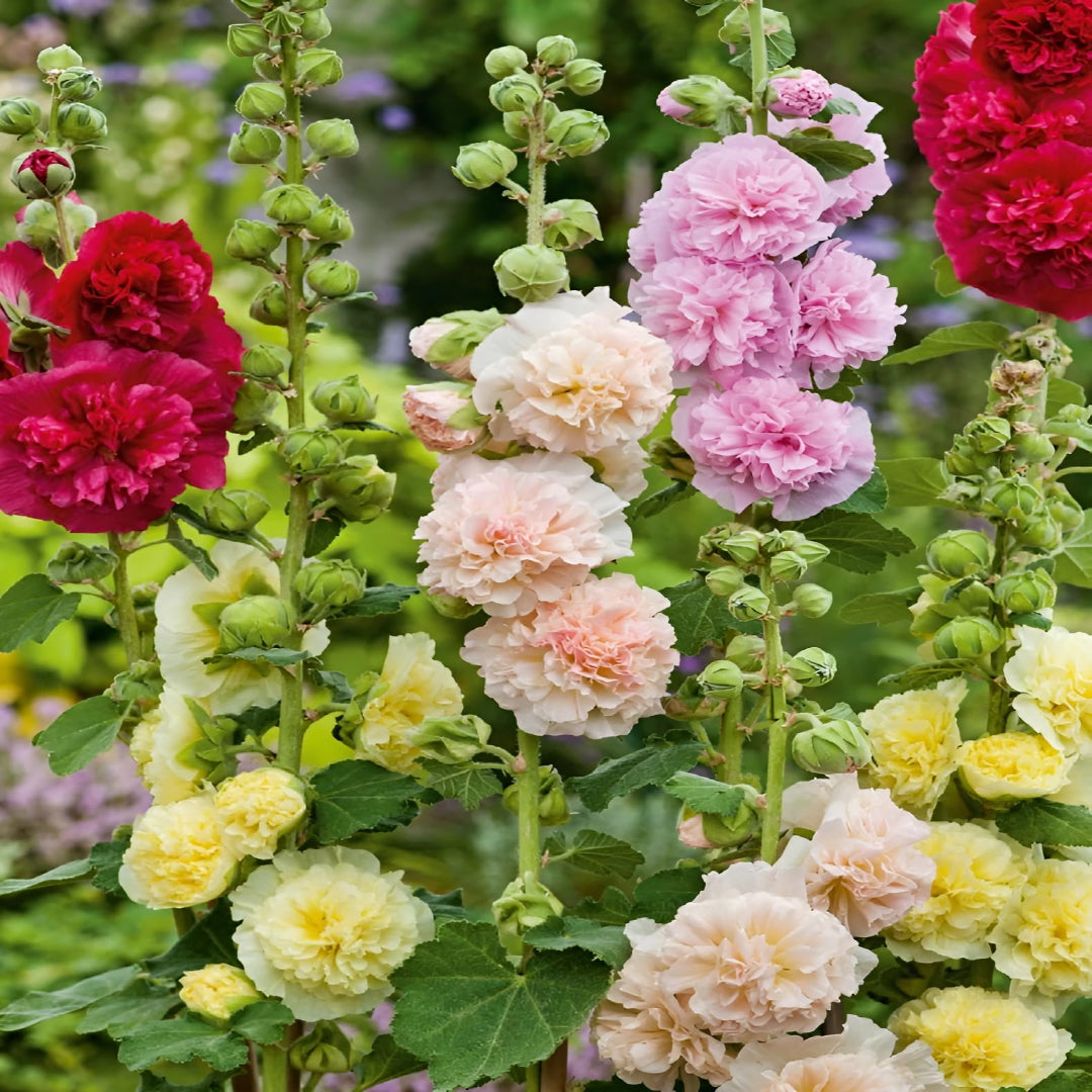 Alcea rosea ‘Chater&