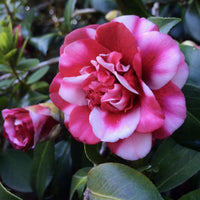 Pebble Hill Peppermint Camellia