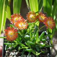 Delosperma Hot Cakes 'Pumpkin Perfection' Ppaf Iceplant 10 count flat of 4" pots