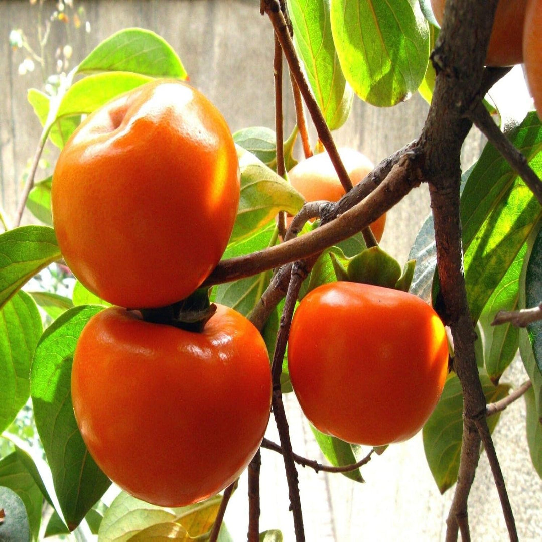Jiro Fuyu Japanese Persimmon